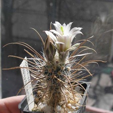Toumeya papyracantha (2947 відвідувань) Фото и растение Оксаны Руденко (Одесса) Toumeya papyracantha