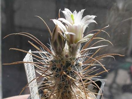 Toumeya papyracantha (2947 відвідувань) Фото и растение Оксаны Руденко (Одесса) Toumeya papyracantha