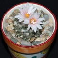 Ph Turbinicarpus laui Moksa (2162 відвідувань) Ph Turbinicarpus laui Moksa
