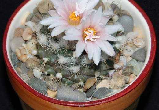 Ph Turbinicarpus laui Moksa (2158 відвідувань) Ph Turbinicarpus laui Moksa