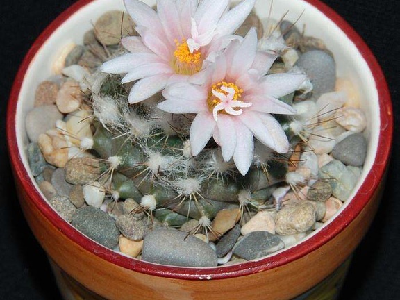 Ph Turbinicarpus laui Moksa (2162 відвідувань) Ph Turbinicarpus laui Moksa