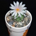 Ph Turbinicarpus lophophoroides Moksa (2041 відвідувань) Ph Turbinicarpus lophophoroides Moksa