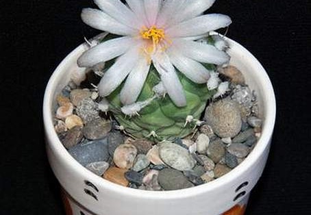 Ph Turbinicarpus lophophoroides Moksa (2039 відвідувань) Ph Turbinicarpus lophophoroides Moksa