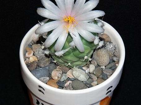 Ph Turbinicarpus lophophoroides Moksa (2041 відвідувань) Ph Turbinicarpus lophophoroides Moksa