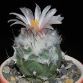 Ph Turbinicarpus lophophoroides VitNat (2090 відвідувань) Ph Turbinicarpus lophophoroides VitNat
