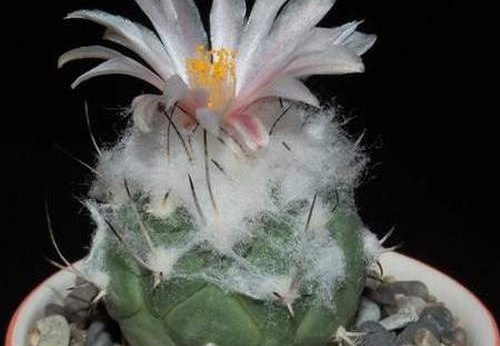 Ph Turbinicarpus lophophoroides VitNat (2090 відвідувань) Ph Turbinicarpus lophophoroides VitNat