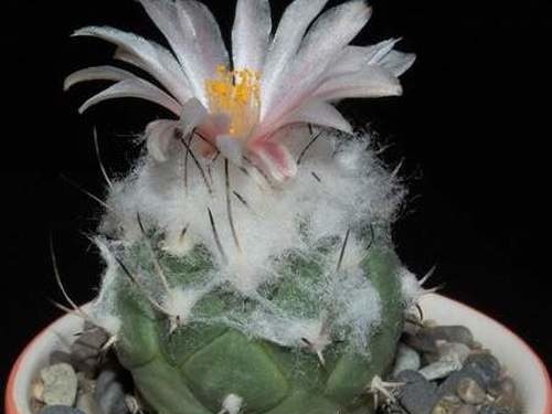 Ph Turbinicarpus lophophoroides VitNat (2090 відвідувань) Ph Turbinicarpus lophophoroides VitNat