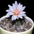 Ph Turbinicarpus polaskii VitNat (2087 відвідувань) Ph Turbinicarpus polaskii VitNat