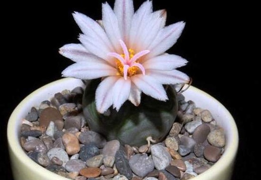 Ph Turbinicarpus polaskii VitNat (2085 відвідувань) Ph Turbinicarpus polaskii VitNat