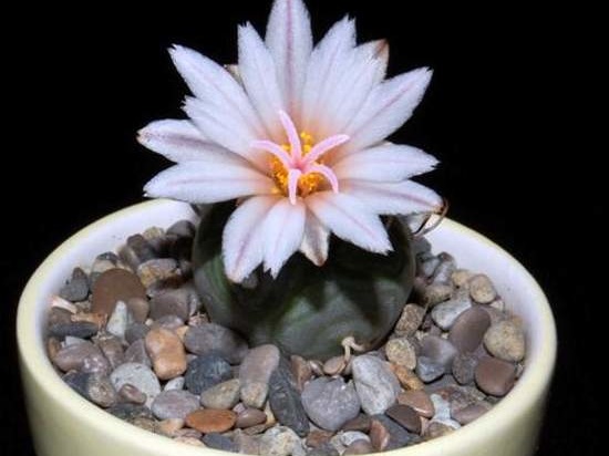 Ph Turbinicarpus polaskii VitNat (2087 відвідувань) Ph Turbinicarpus polaskii VitNat