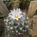 Ph Turbinicarpus roseiflorus Galin (1987 відвідувань) Ph Turbinicarpus roseiflorus Galin