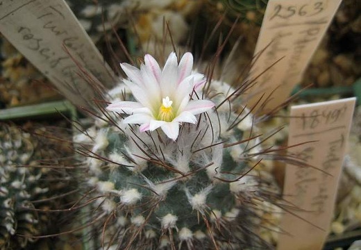 Ph Turbinicarpus roseiflorus Galin (1986 відвідувань) Ph Turbinicarpus roseiflorus Galin