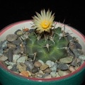 Ph Turbinicarpus swobodae VitNat (2156 відвідувань) Ph Turbinicarpus swobodae VitNat