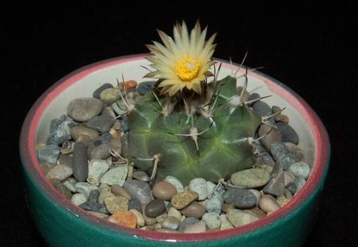 Ph Turbinicarpus swobodae VitNat (2156 відвідувань) Ph Turbinicarpus swobodae VitNat