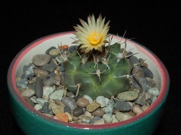 Ph Turbinicarpus swobodae VitNat (2156 відвідувань) Ph Turbinicarpus swobodae VitNat
