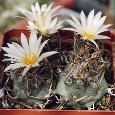 Turbinicarpus-Klinkerianus--01 (2021 відвідувань) Turbinicarpus-Klinkerianus--01