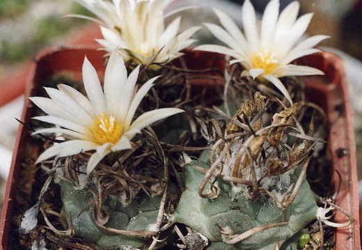 Turbinicarpus-Klinkerianus--01 (2021 відвідувань) Turbinicarpus-Klinkerianus--01