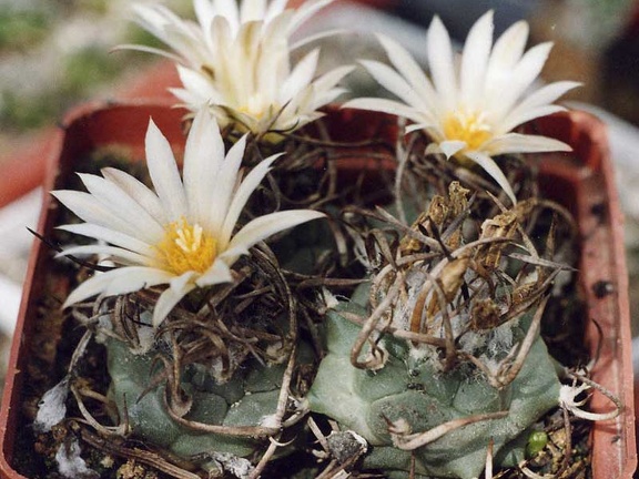 Turbinicarpus-Klinkerianus--01 (2024 відвідувань) Turbinicarpus-Klinkerianus--01