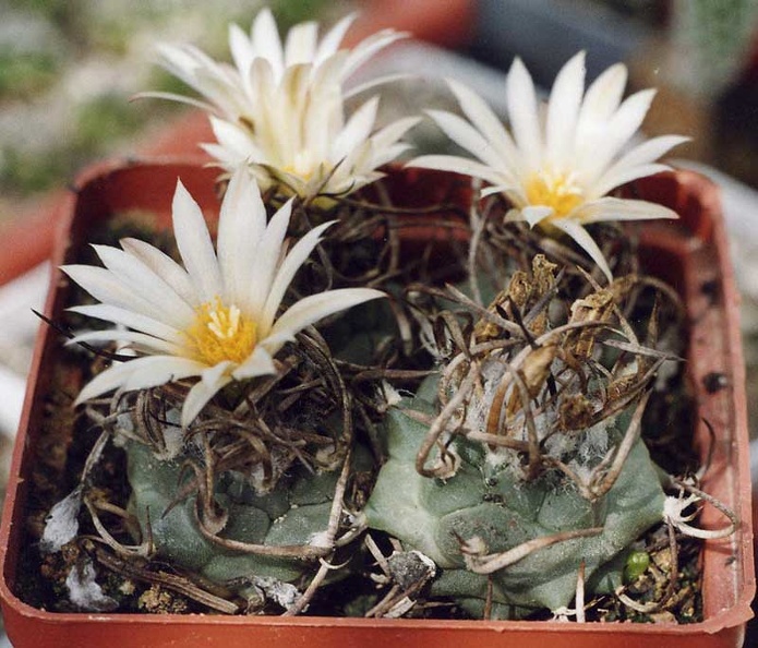 Turbinicarpus-Klinkerianus--01.jpg