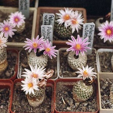Turbinicarpus valdezianus (2890 відвідувань) Фото и растения Александра и Сергея Червинко (Винница) Turbinicarpus valdezianus