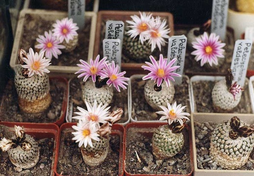 Turbinicarpus valdezianus