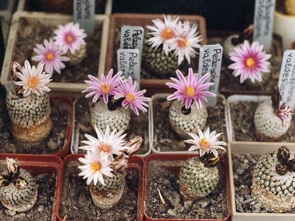 Turbinicarpus valdezianus (2890 відвідувань) Фото и растения Александра и Сергея Червинко (Винница) Turbinicarpus valdezianus