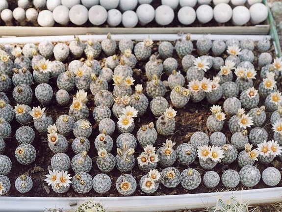 Turbinicarpus diсkisoniae - сеянцы (2798 відвідувань) Фото и растения Александра и Сергея Червинко (Винница) Turbinicarpus diсkisoniae - сеянцы