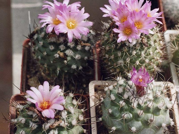 Turbinicarpus roseiflorus (2523 відвідувань) Фото и растения Александра и Сергея Червинко (Винница) Turbinicarpus roseiflorus