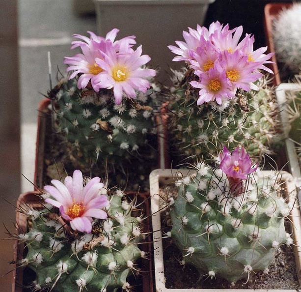 Turbinicarpus-roseiflorus.jpg
