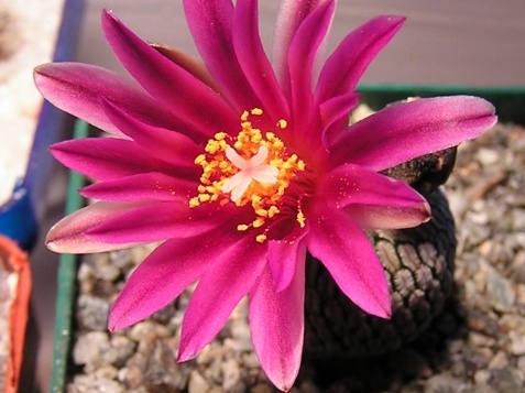 Turbinicarpus pseudopectinatus v rubriflorus (2086 відвідувань) Turbinicarpus pseudopectinatus v rubriflorus