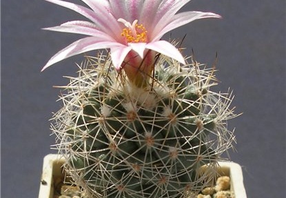 Turbinicarpus saueri v nelissae Lira FG (1979 відвідувань) Turbinicarpus saueri v nelissae Lira FG