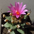 Turbinicarpus alonsoi (2140 відвідувань) Turbinicarpus alonsoi