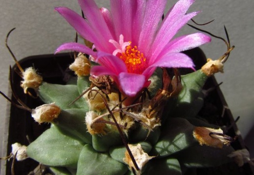 Turbinicarpus alonsoi (2139 відвідувань) Turbinicarpus alonsoi