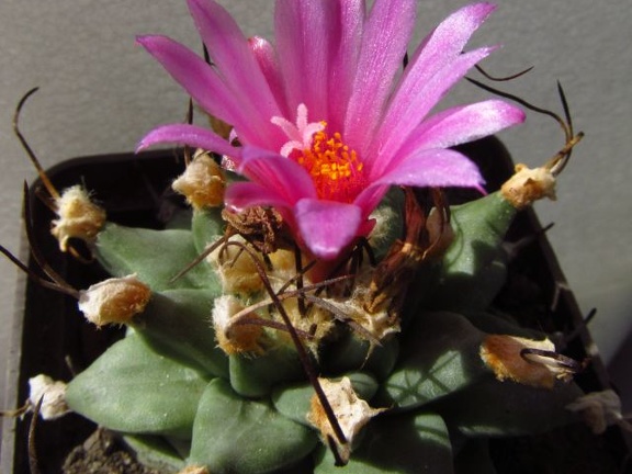 Turbinicarpus alonsoi (2140 відвідувань) Turbinicarpus alonsoi