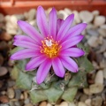 Turbinicarpus alonsoi 001 (2073 відвідувань) Turbinicarpus alonsoi 001