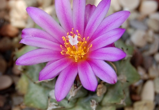 Turbinicarpus alonsoi 001 (2070 відвідувань) Turbinicarpus alonsoi 001