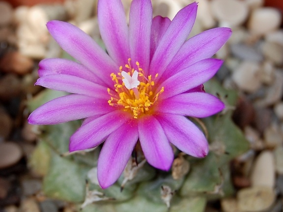Turbinicarpus alonsoi 001 (2073 відвідувань) Turbinicarpus alonsoi 001