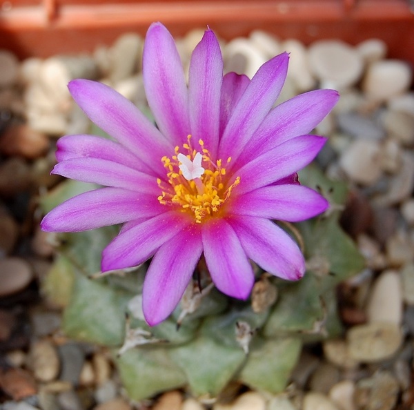 Turbinicarpus_alonsoi_001.jpg