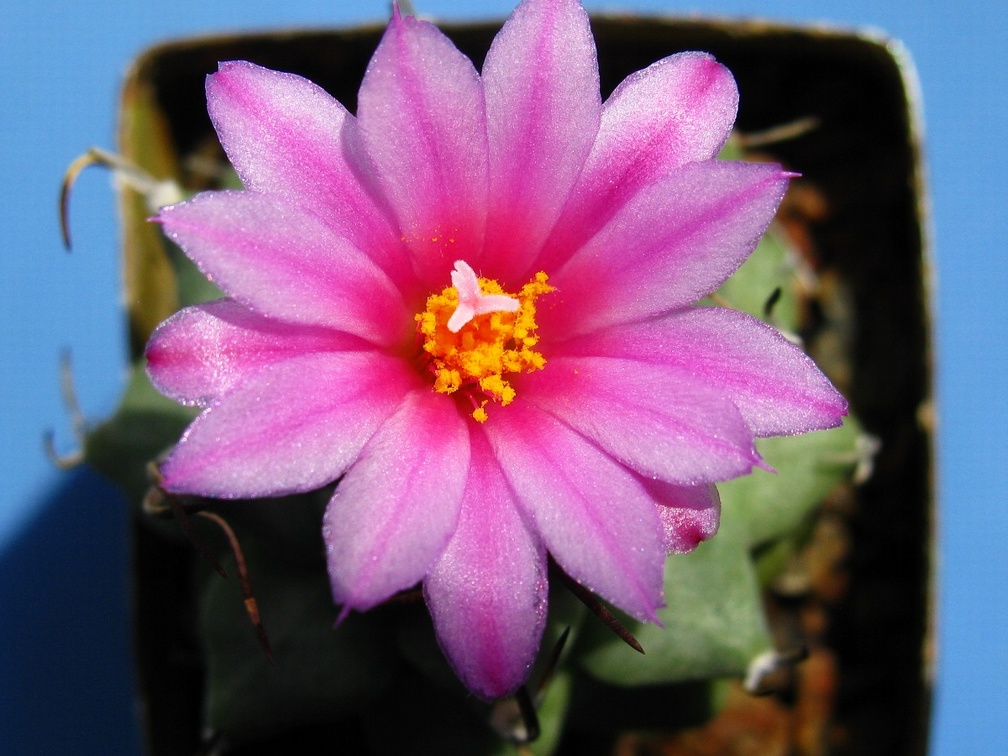 Turbinicarpus alonsoi 002 (2194 відвідувань) Turbinicarpus alonsoi 002