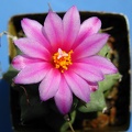 Turbinicarpus alonsoi 002 (2194 відвідувань) Turbinicarpus alonsoi 002