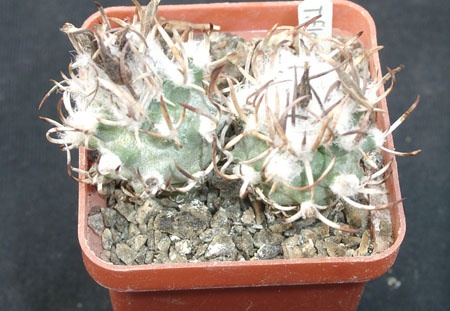 Turbinicarpus flaviflorus