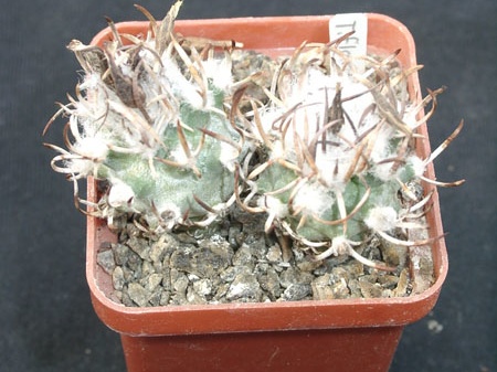 Turbinicarpus flaviflorus (2538 відвідувань) Фото и растения Ивановой Елены (Киев) Turbinicarpus flaviflorus