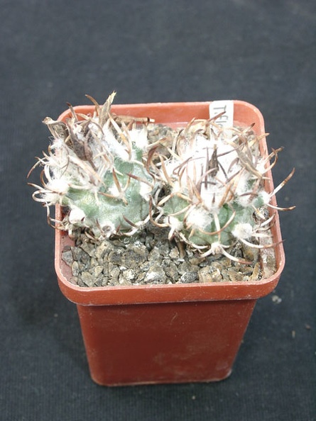 Turbinicarpus_flaviflorus.jpg