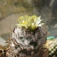 Turbinicarpus flaviflorus FG Galin (1844 відвідувань) Turbinicarpus flaviflorus FG Galin