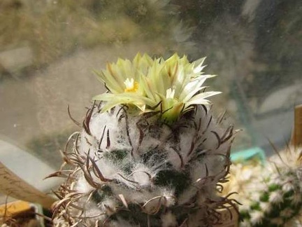 Turbinicarpus flaviflorus FG Galin (1844 відвідувань) Turbinicarpus flaviflorus FG Galin