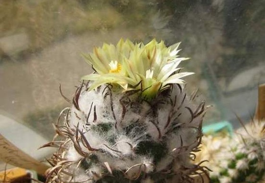 Turbinicarpus flaviflorus FG Galin (1843 відвідувань) Turbinicarpus flaviflorus FG Galin