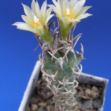 Turbinicarpus flaviflorus Lira (1965 відвідувань) Turbinicarpus flaviflorus Lira