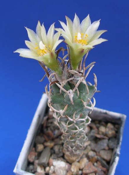 Turbinicarpus_flaviflorus_Lira.jpg