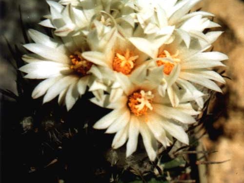 Turbinicarpus gracilis (2972 відвідувань) Фото и растение Арлена Александровича Буренкова (Киев... Turbinicarpus gracilis