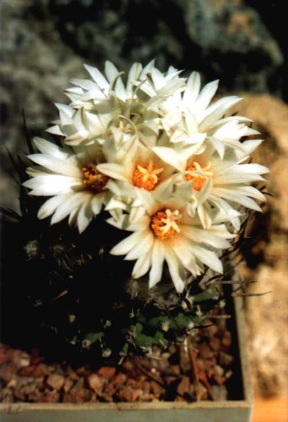 Turbinicarpus_gracilis.jpg